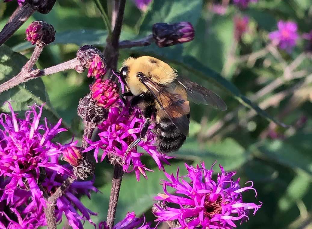 A bumblebee on a purple flower